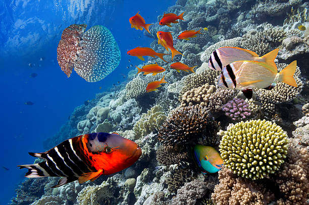 istock Tropical Fish on Coral Reef in the Red Sea 583980092