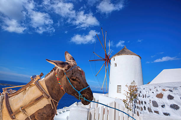 Famous Santorini island with donkey against windmill in Oia village, Greece