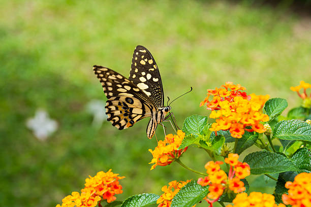 istock Lime butterfly (Papilio Demoleus Malayanus) on flower, Chiang Mai, Thailand 583981066