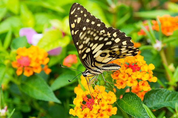 istock Lime butterfly (Papilio Demoleus Malayanus) on flower, Chiang Mai, Thailand 583981234