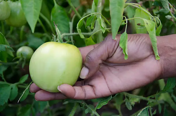 A hand holding a green tomato in an urban garden.