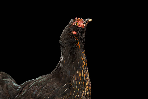 istock Closeup Ginger Chicken Isolated on Black Background in Profile view 583982004