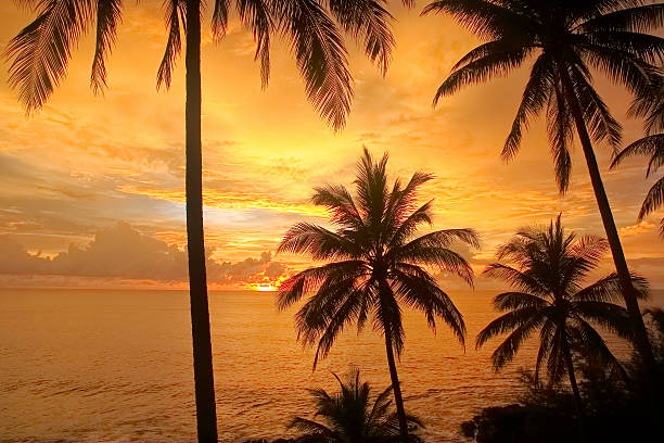 istock silhouette of coconut palm trees 583982864