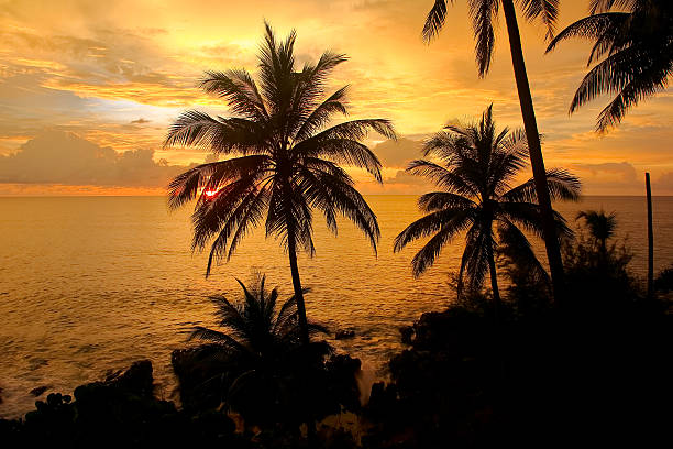 istock silhouette of coconut palm trees 583983194