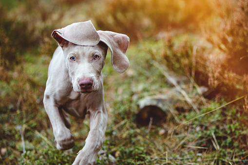 Two months old Weimaraner in the forest