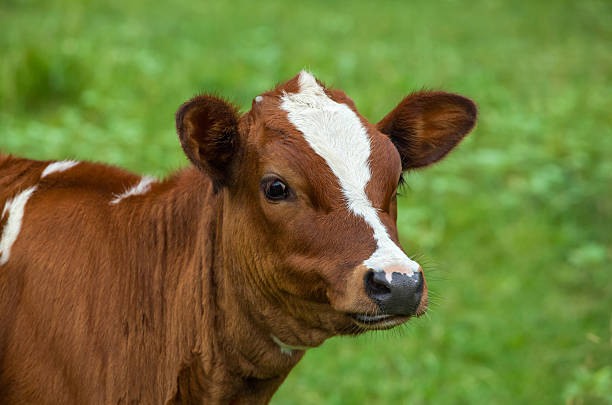 istock Young cow grazing on a green meadow. 583984798