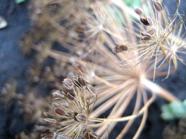 istock Closeup of ripe dill 583984968