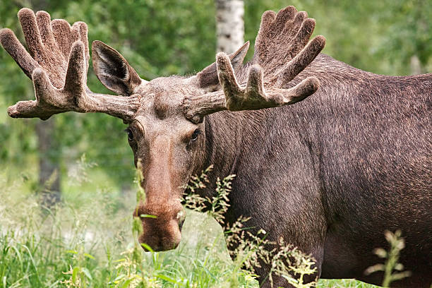 Moose close-up with copy space Moose close-up alces alces gigas stock pictures, royalty-free photos & images