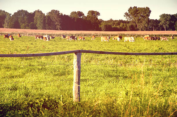 istock Cows grazing on a lovely green pasture 583985978