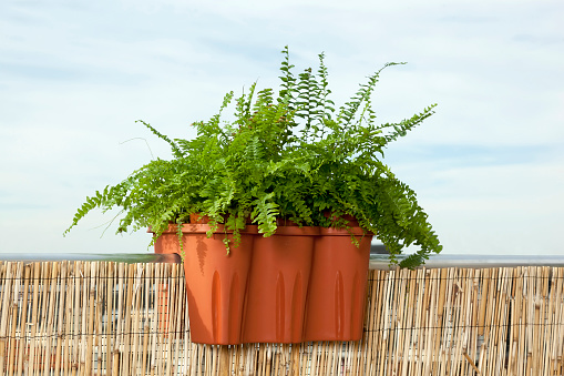 Planter box with fern on the ledge of the balcony