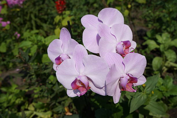 Orchidee phalaenopsis 'Mosella' pale violet five flowers Orchidee phalaenopsis 'Mosella' pale violet five flowers phalaenopsis orchidee stock pictures, royalty-free photos & images