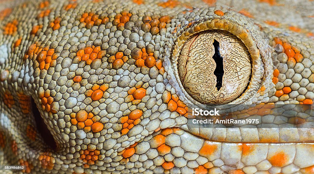 Geco Tokay - Foto stock royalty-free di Gecko Gecko