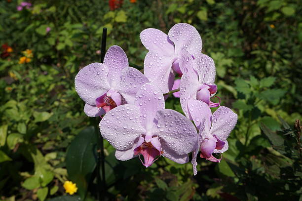 Orchidee phalaenopsis 'Mosella' pale violet five flowers with water drops Orchidee phalaenopsis 'Mosella' pale violet five flowers with water drops phalaenopsis orchidee stock pictures, royalty-free photos & images