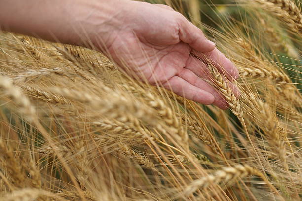 istock field of wheat in July 583988756