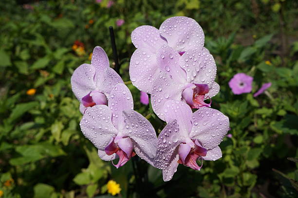 Orchidee phalaenopsis 'Mosella' pale violet five flowers with water drops Orchidee phalaenopsis 'Mosella' pale violet five flowers with water drops phalaenopsis orchidee stock pictures, royalty-free photos & images