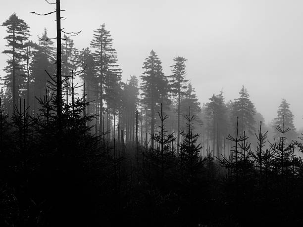 istock Tree silhouettes on foggy day 583989094