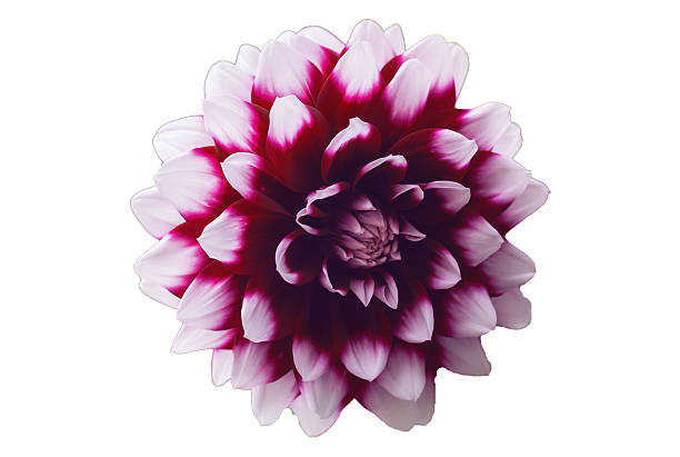 istock Surreal dark chrome acid pink flower 583989416
