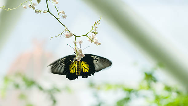 istock butterfly-doleschalia bisaltide on flower 583990704