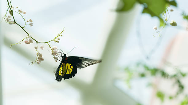 istock butterfly-doleschalia bisaltide on flower 583990802