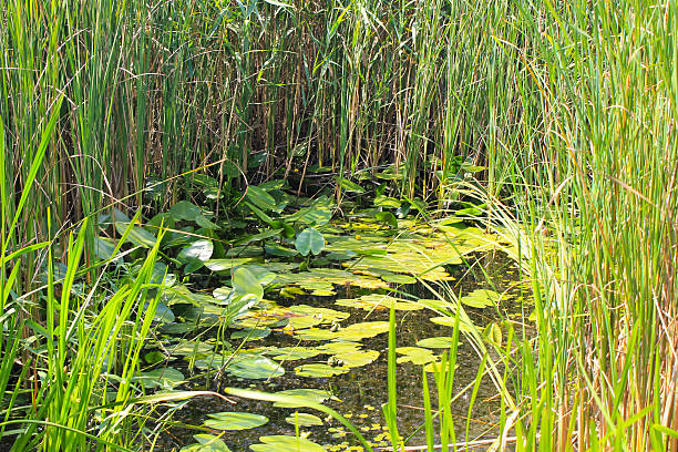istock Aquatic plants in a swamp 583991742