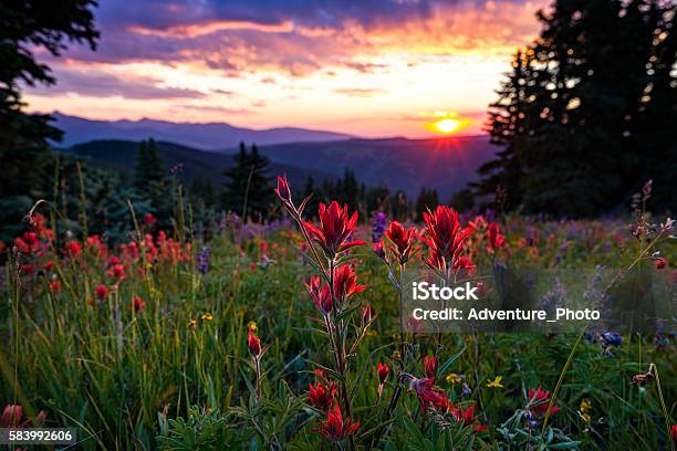 Photo libre de droit de Fleurs Sauvages À Mountain Meadow Au Coucher Du Soleil banque d'images et plus d'images libres de droit de Colorado