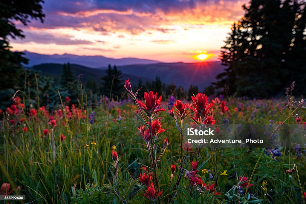 Wildflowers in Mountain Meadow at Sunset Wildflowers in Mountain Meadow at Sunset - Scenic landscape in high mountain meadow with mountain vista at sunset with warm light. Colorado, USA. Colorado Stock Photo