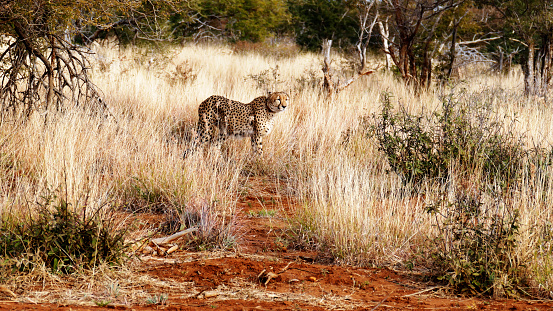Beautiful cheetah walking in the bushes of the Madikwe Game Reserve in South Africa.