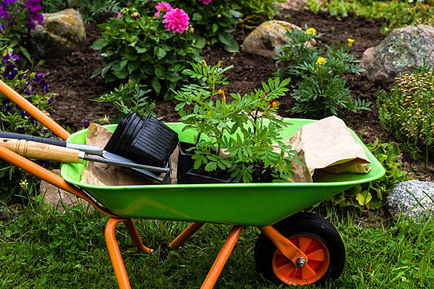 istock Wheelbarrow with Tagetes seedlings and work tools near the rockery 583993192