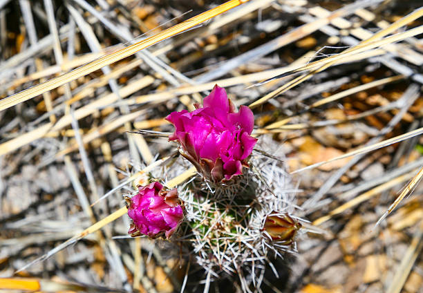 cactus de flor rosa  - single flower flower desert new mexico fotografías e imágenes de stock