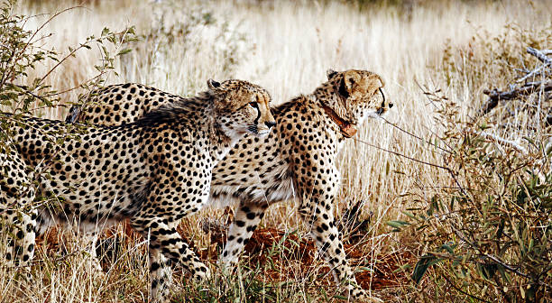istock Two cheeths walking in Madikwe Game Reserve,South Africa 583993272