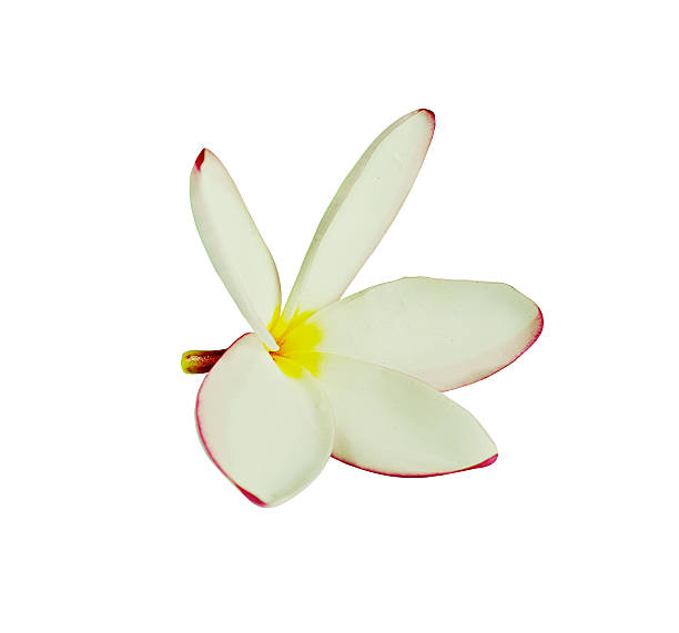 istock Plumeria close up isolated on white background 583993494