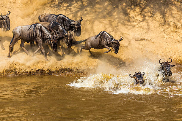 뛰어난 영양 이동을 캐냐 - wildebeest 뉴스 사진 이미지