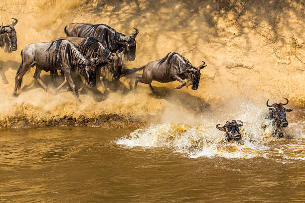 wielkiej migracji gnu w kenii - rock climbing obrazy zdjęcia i obrazy z banku zdjęć