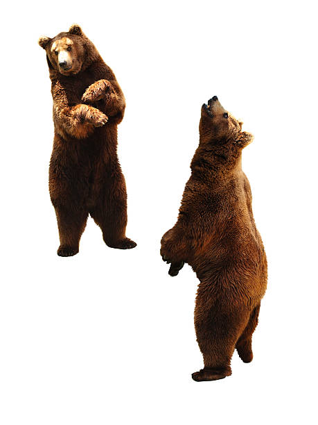 Brown Bear On White Stock Photo - Download Image Now - Bear, Standing, Cut  Out - iStock