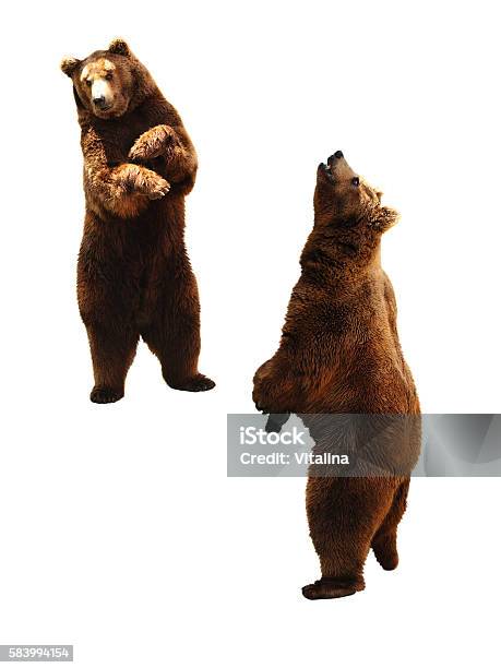Brown Bear On White Stock Photo - Download Image Now - Bear, Standing, Cut Out