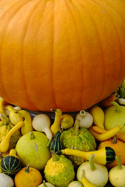 istock Pumpkin and decorative gourds drying in the sun 583994680