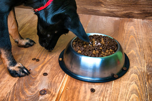 istock Dog is going to eat food from a bowl 583995088