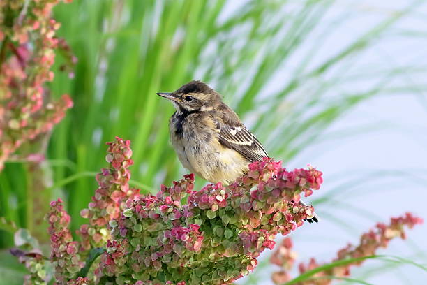 istock Motacilla citreola. A wagtail close up on Yamal 583995090