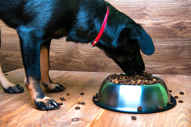 istock Dog eats food from a bowl 583995396