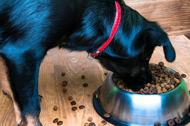 istock Dog eats food from a bowl 583995686