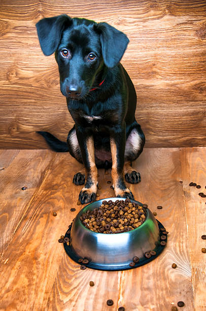 istock Dog is going to eat food from a bowl 583996382