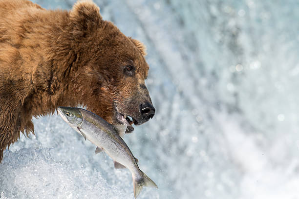 istock Alaskan brown bear attempting to catch salmon 583996422