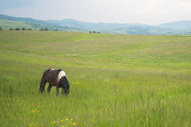 istock Horse Eating Grass in Nature During Sunset 583996462