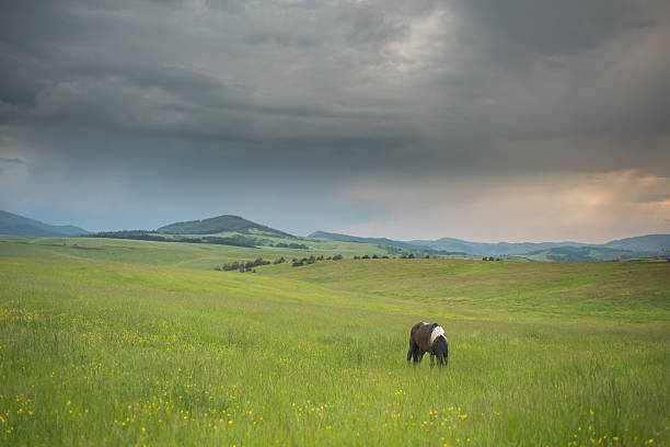 The picture was taken in Zlatibor, Serbia during a summer evening.