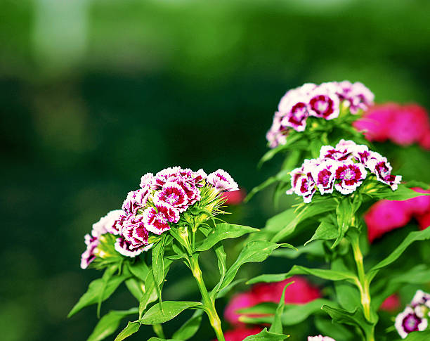 Carnation garden stock photo