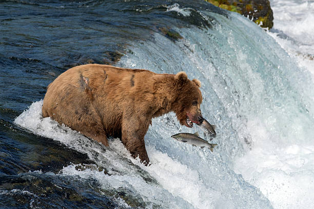 istock Alaskan brown bear attempting to catch salmon 583997884