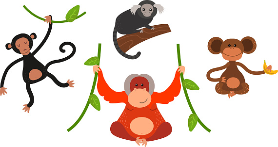 Cartoon monkey vector illustration. Monkey animal and jungle cartoon wild life. Monkey cute types cute primate isolated. Monkey zoo jumping chimpanzee mammal.