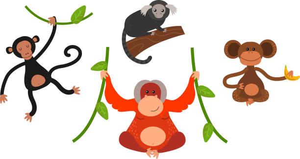 Monkey vector illustration Cartoon monkey vector illustration. Monkey animal and jungle cartoon wild life. Monkey cute types cute primate isolated. Monkey zoo jumping chimpanzee mammal. howler monkey stock illustrations