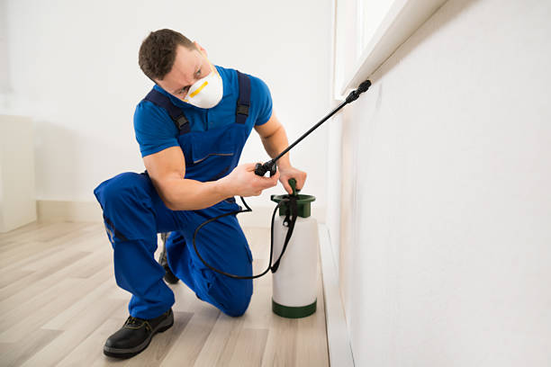 Worker Spraying Pesticide On Window Corner Male worker spraying pesticide on window corner at home exterminator photos stock pictures, royalty-free photos & images