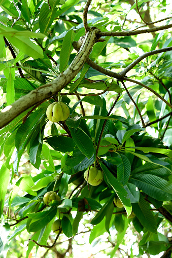 The evergreen tree with oblong , toothed leaves and greenish yellow fruits.